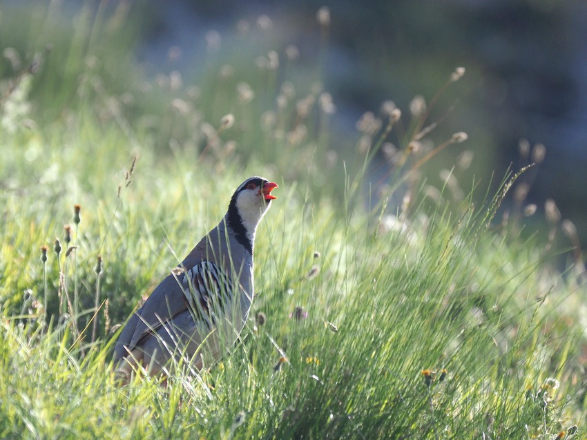 Coturnce (Alectoris graeca )